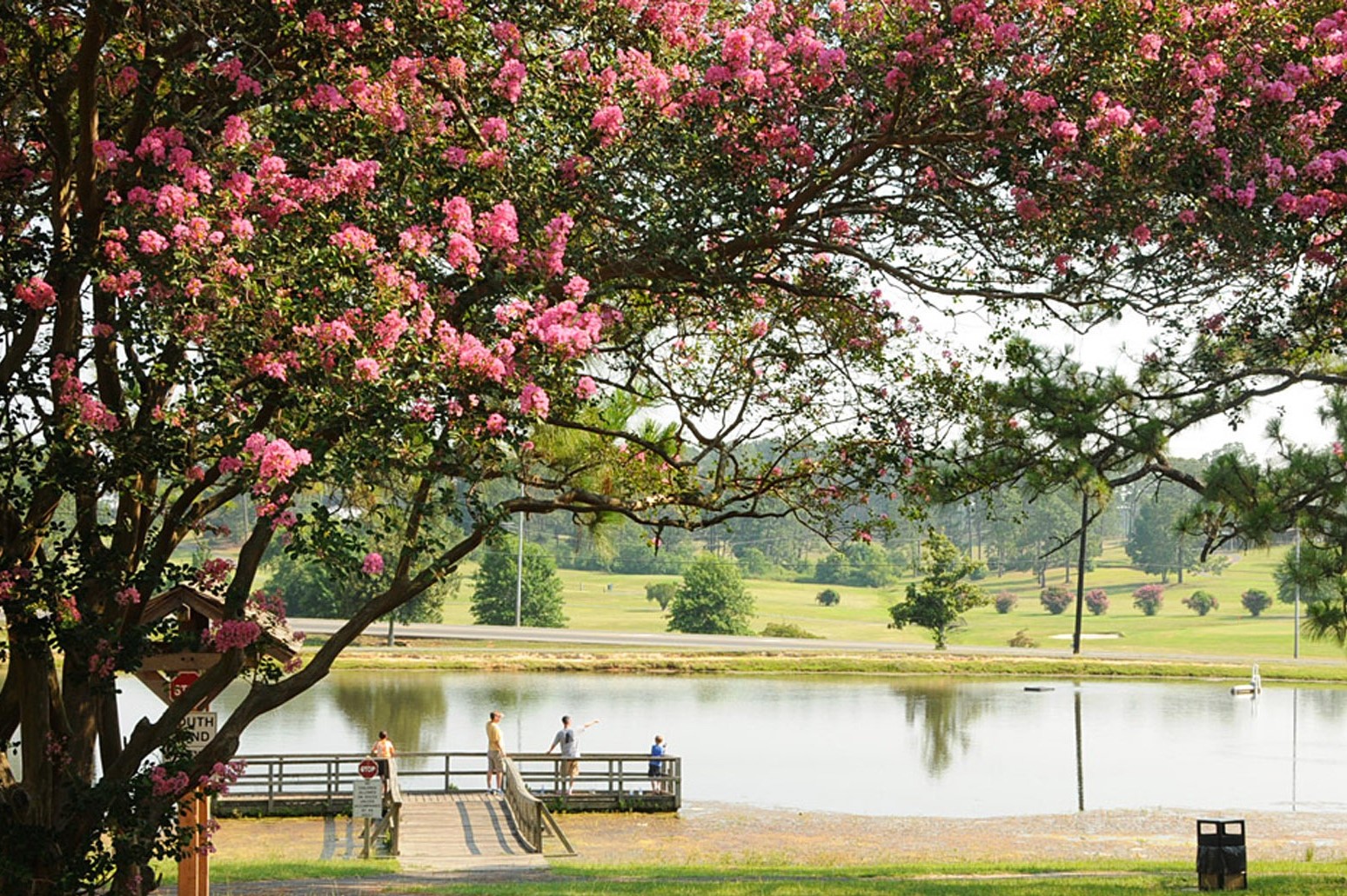 tree-water-plant-leaf-flower-lake-1015164-pxhere.com (1)